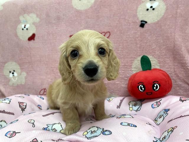 ミニチュアダックスフンド