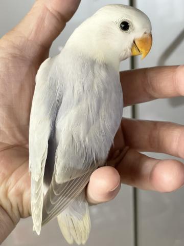 $varietyコザクラインコ　パリッドオパーリン