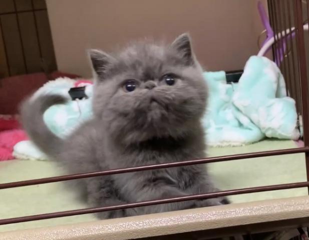 エキゾチックショートヘアー