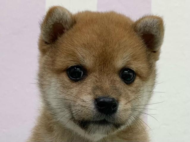 柴犬