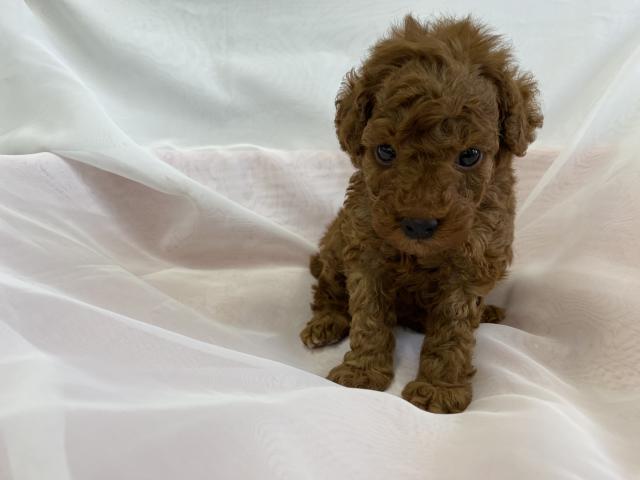 トイプードル
