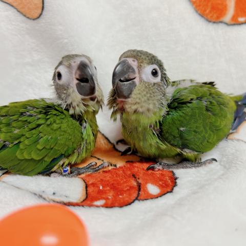 シモフリインコ