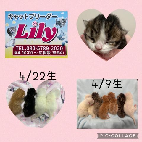 Lily