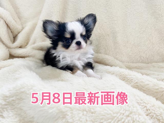 チワワ（ロングコート）