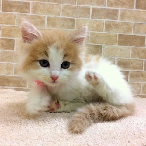 ノルウェージャンフォレストキャット