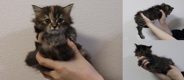 マンチカン中足