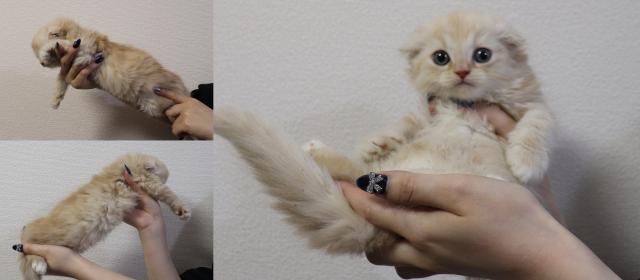 マンチカン中足