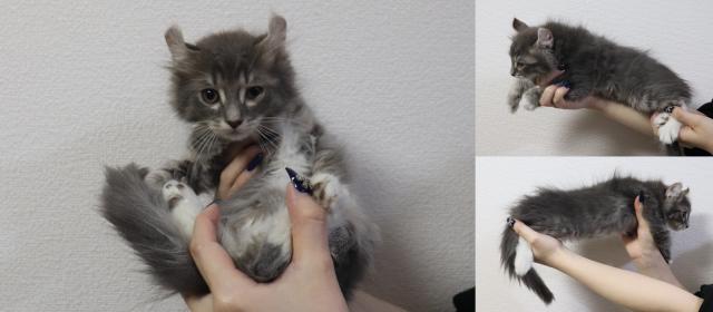 アメリカンカール