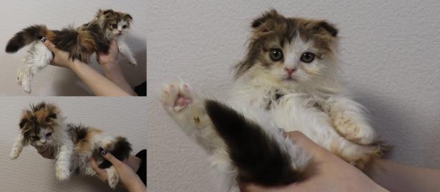 スコティッシュフォールド