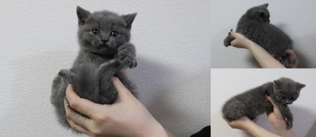 ブリティッシュショートヘア