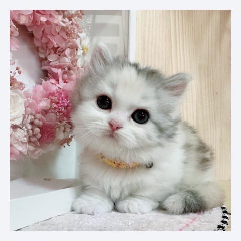 マンチカン短足