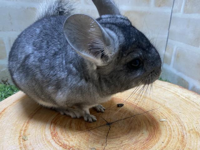 チンチラ
