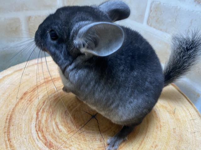 チンチラ