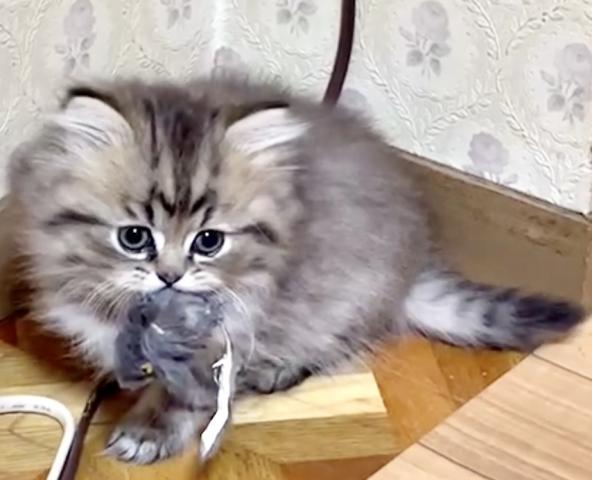 ペルシャ・ヒマラヤンチンチラ