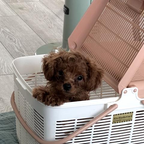 トイプードル
