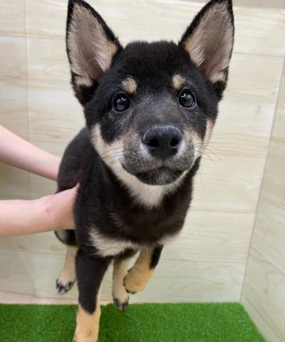 柴犬