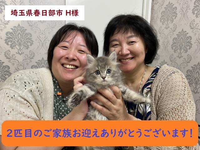 MIX（雑種）