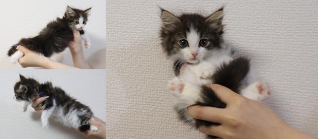 ノルウェージャンフォレストキャット