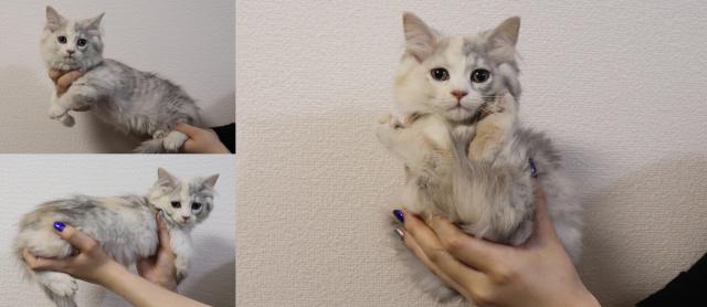 マンチカン中足