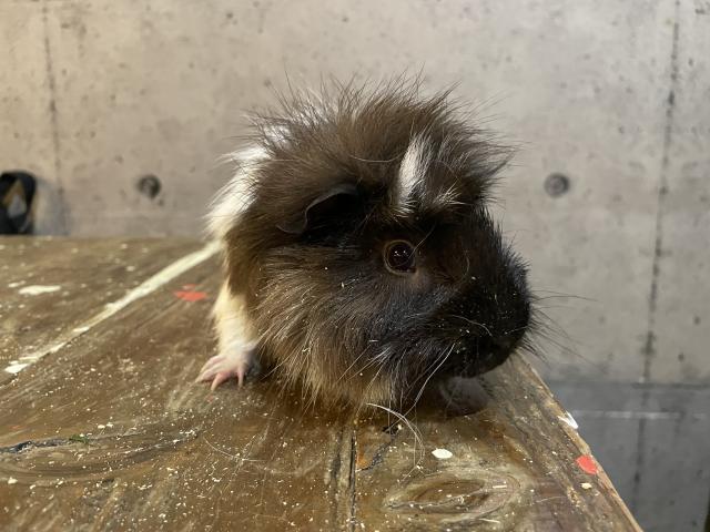 アビシニアン