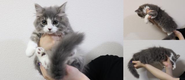 スコティッシュフォールド