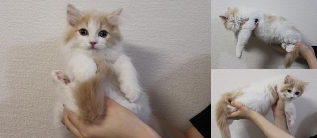 スコティッシュフォールド