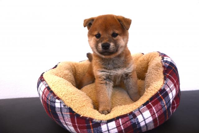 柴犬