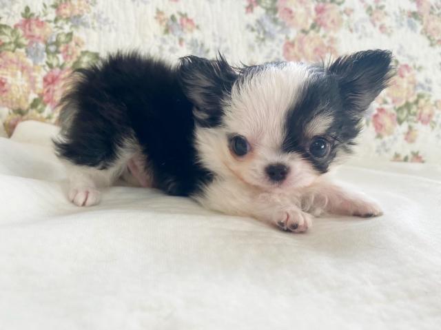 チワワ（ロングコート）