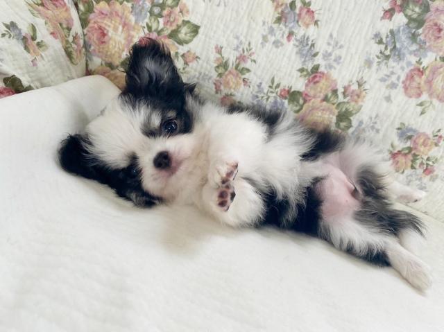 チワワ（ロングコート）