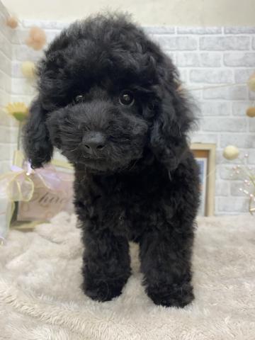 ミニチュアプードル