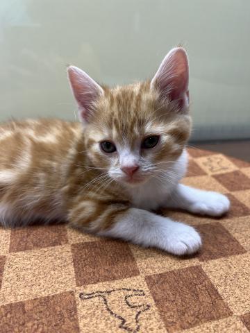 スコティッシュフォールド