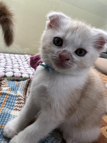 スコティッシュフォールド