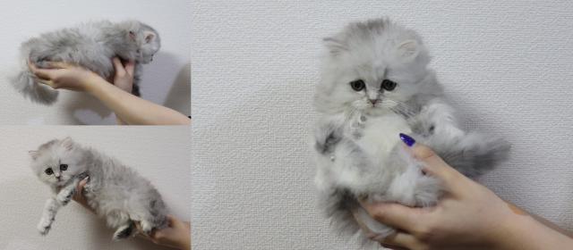 ペルシャ・ヒマラヤン