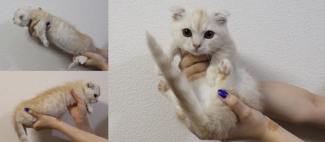 マンチカン短足