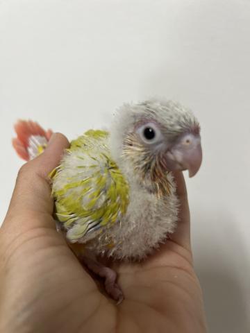 ウロコインコ