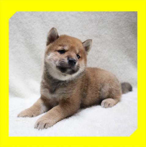 柴犬
