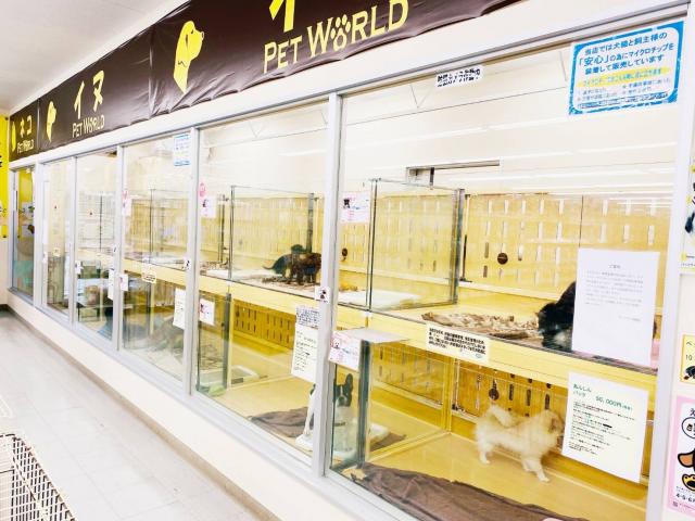 ディスワン高崎店