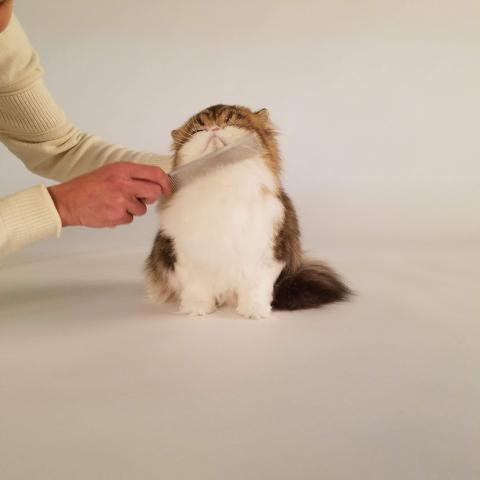 Proudly Cat 