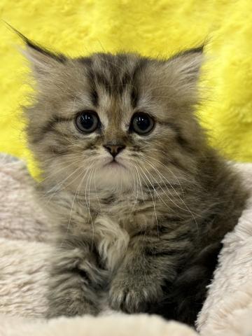 ペルシャ・ヒマラヤン㊗️只今!! 子犬💕仔猫❣️最愛なる可愛いキャンペーン中‼️❤️
