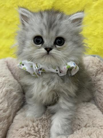 ペルシャ・ヒマラヤン