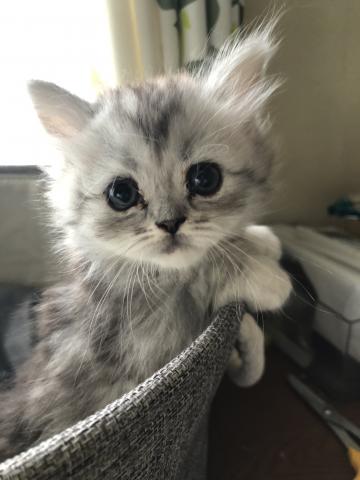 ミヌエット（旧ナポレオン）