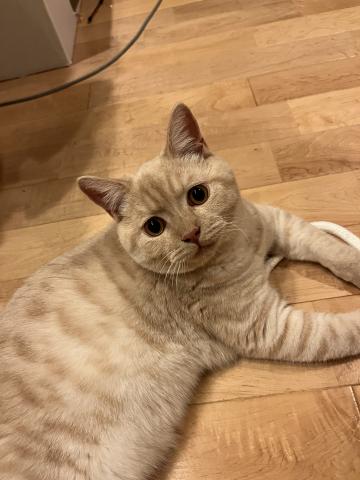 ブリティッシュショートヘア