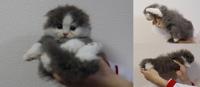 スコティッシュフォールド