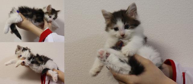 ノルウェージャンフォレストキャット