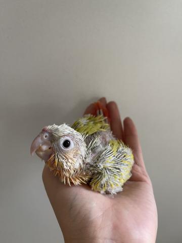 ウロコインコ