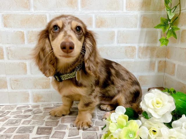 ミニチュアダックスフンド