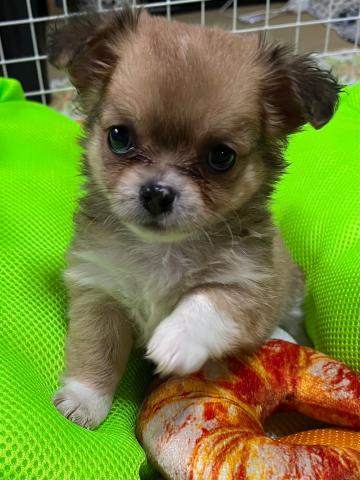 チワワ（ロングコート）