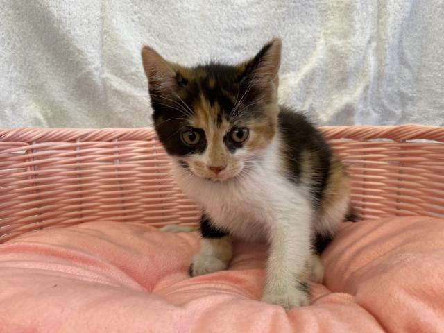 スコティッシュフォールド