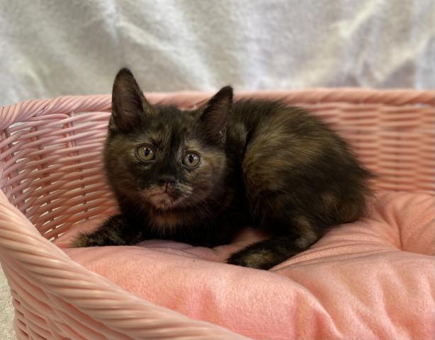 スコティッシュフォールド