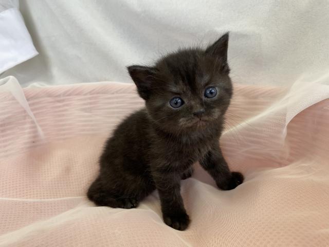 スコティッシュフォールド